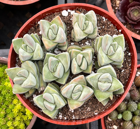 Crassula Moonglow