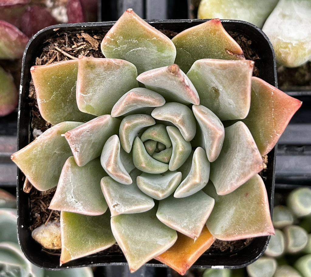 Echeveria Romance