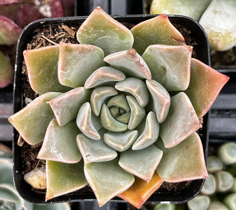 Echeveria Romance