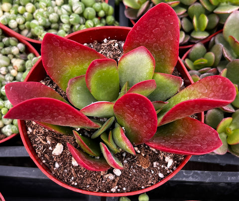 dragonfire succulent Kalanchoe Dragonfire
