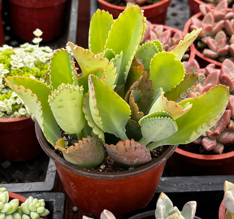 Mother of Thousands