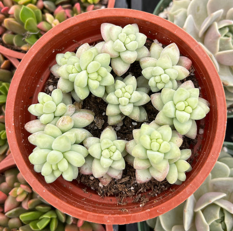 Sedum Donkey's Tail