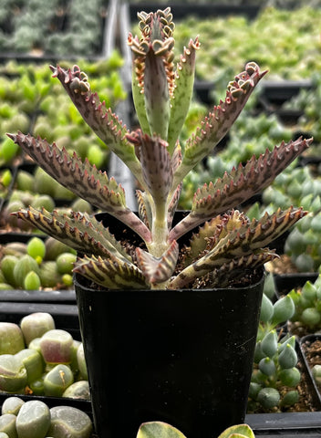 Mother of Millions