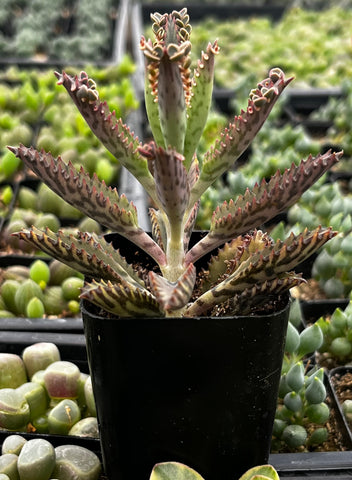 mother of a thousands succulent Mother of Millions