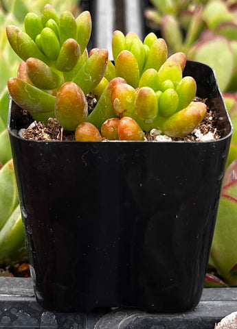 Sedum Jelly Bean