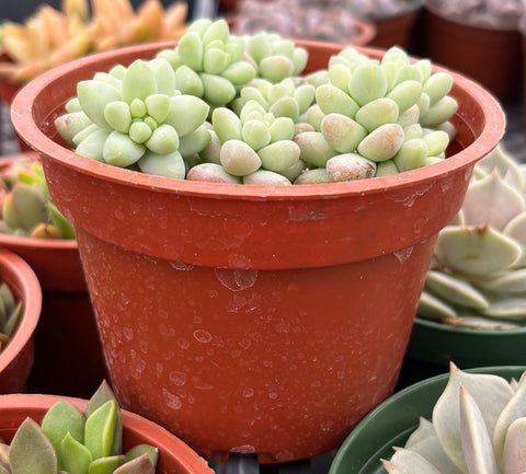 succulents box sedum donkey's tail succulent Sedum Donkey's Tail