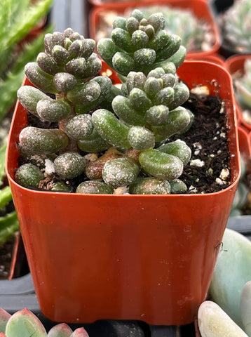 Sedum Furfuraceum
