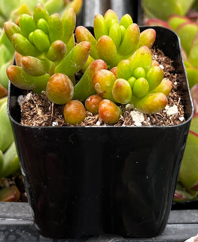 Sedum Jelly Bean