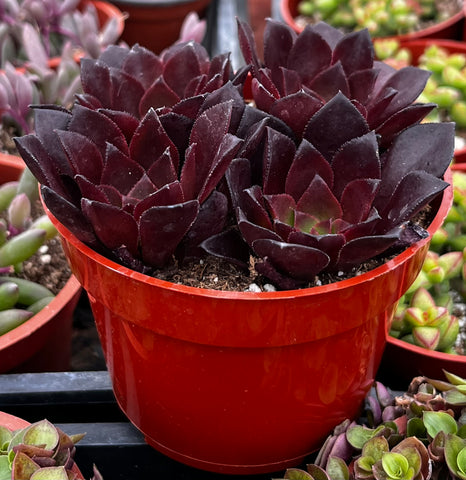 Aeonium Phoenix Flame