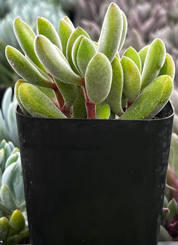 green bean plant succulent Crassula Congesta Green Beans