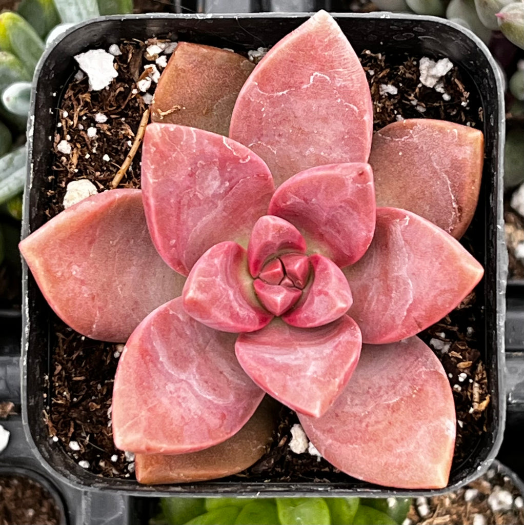 Graptosedum California Sunset