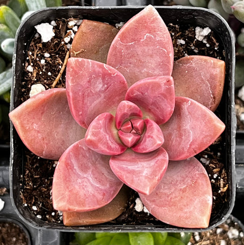Graptosedum California Sunset