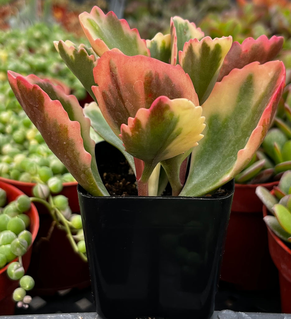 variegated kalanchoe succulent Variegated Kalanchoe Sexangularis