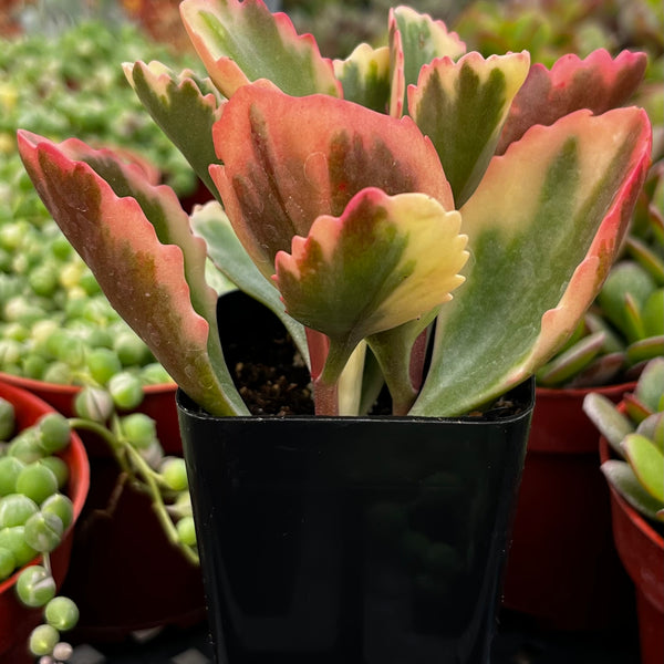 yellow kalanchoe succulent plant Variegated Kalanchoe Sexangularis
