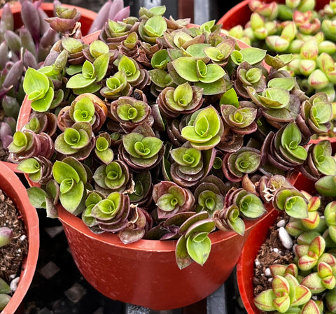 turtle vine succulent Callisia Repens Turtle Vine