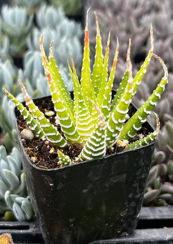 zebra succulent Variegated Haworthia Zebra