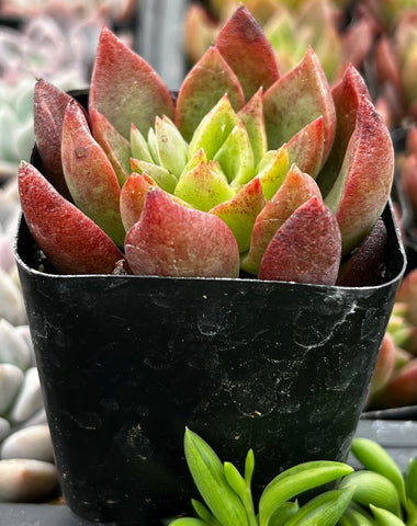 chanel succulent Graptoveria Chanel