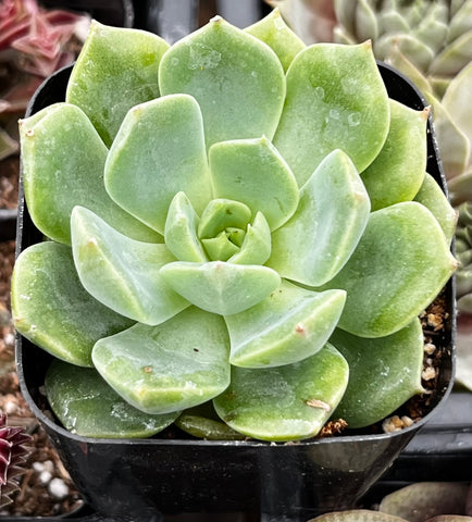 sophia succulent planter Echeveria Sofia