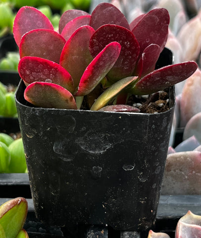 red leafed succulent Crassula Red Jade
