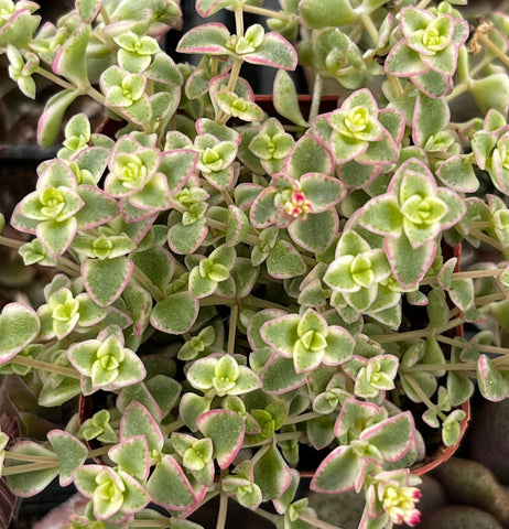 missy succulent Sedum Little Missy