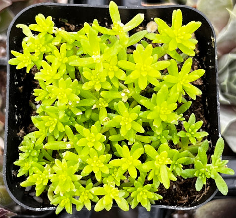 tokyo succulent Sedum Tokyo Sun