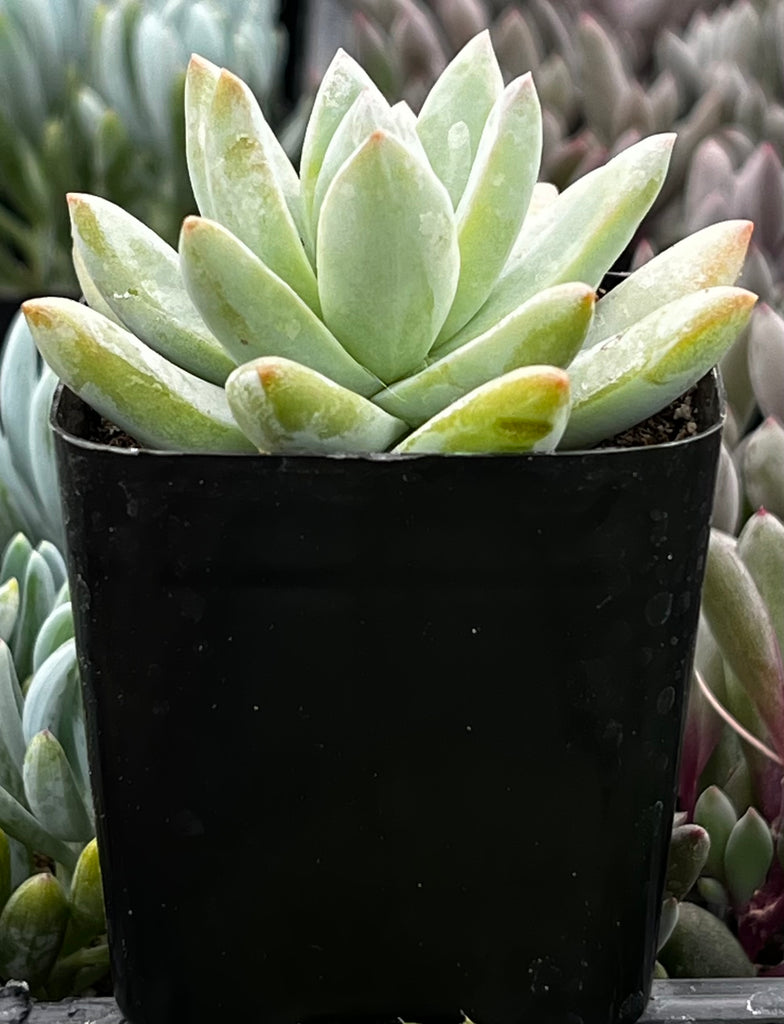 lilac mist succulent Echeveria Lilac Mist