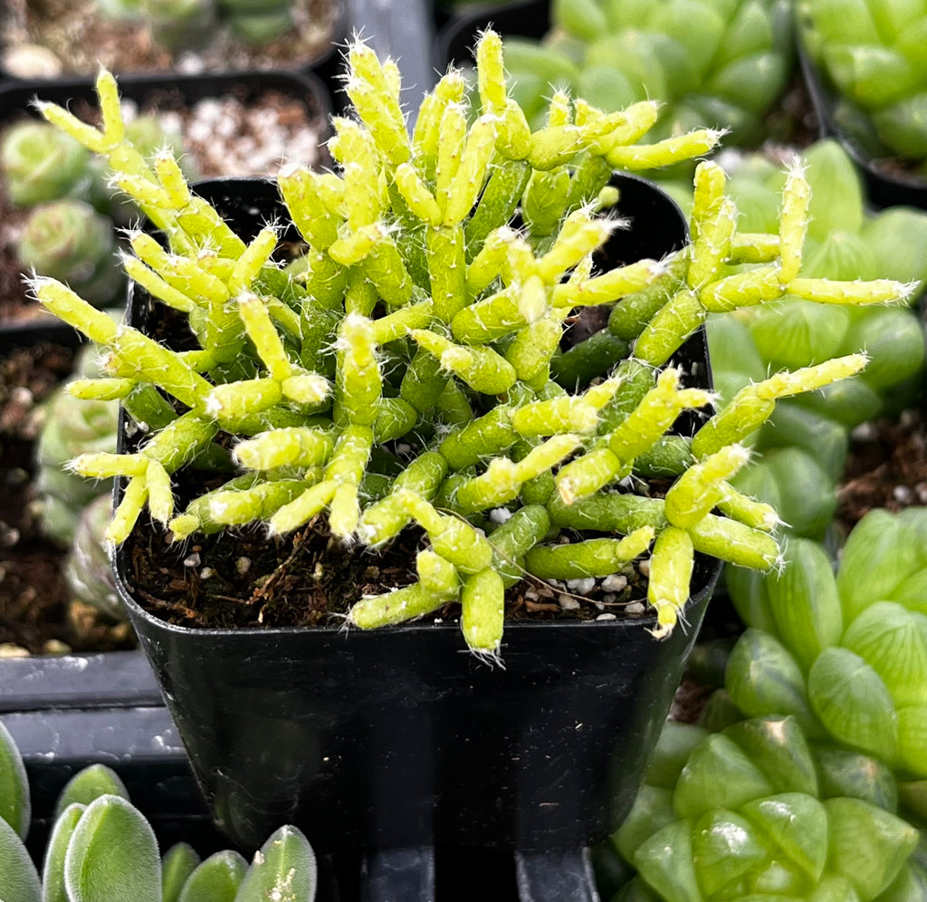 coral succulent plant Rhipsalis Cereuscula