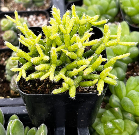 succulent plant that looks like coral Rhipsalis Cereuscula