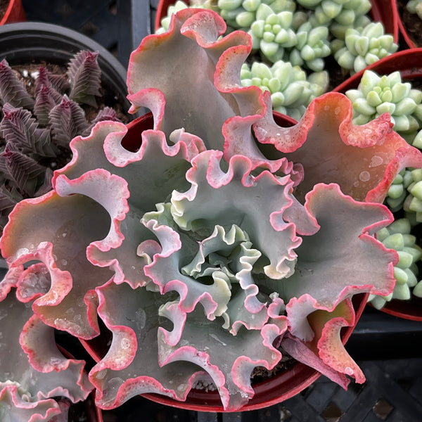 blue curls succulent Echeveria Blue Curls