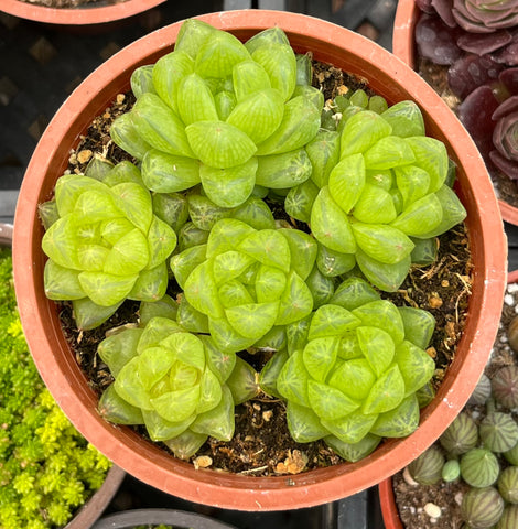 Haworthia Cymbiformis Var Obtusa
