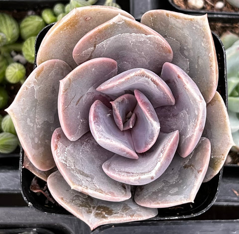 Echeveria 'Perle Von Nurnberg'