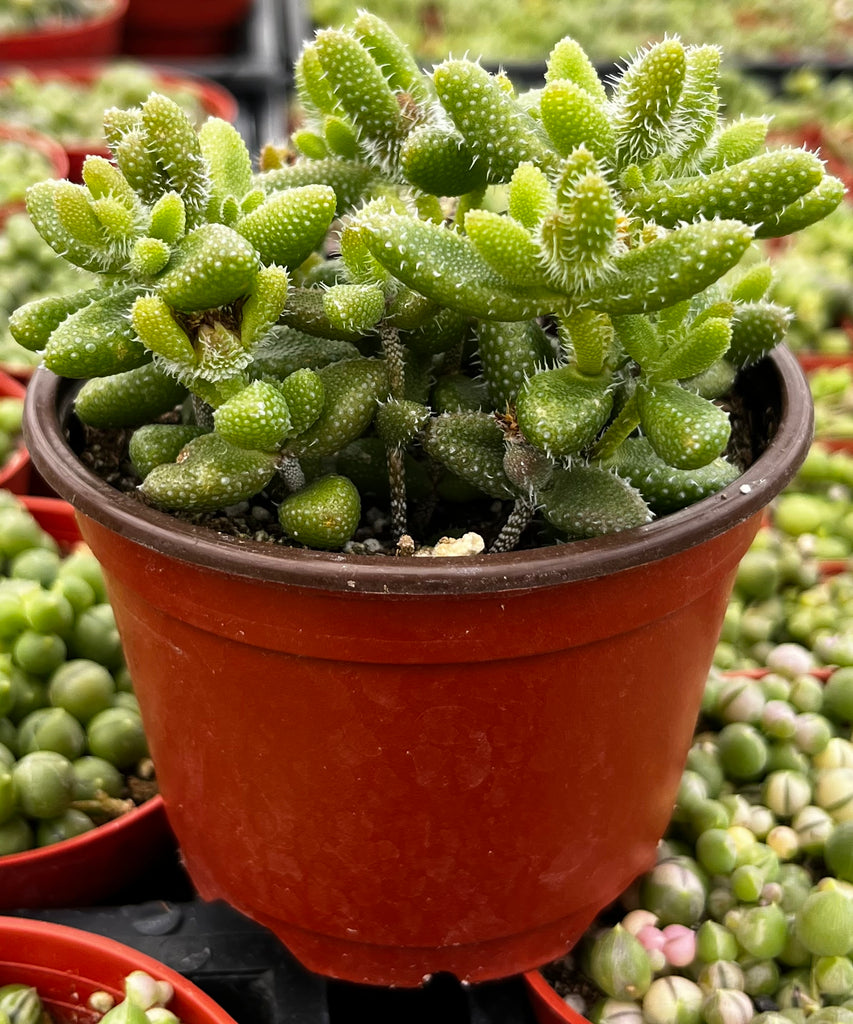 Pickle Plant