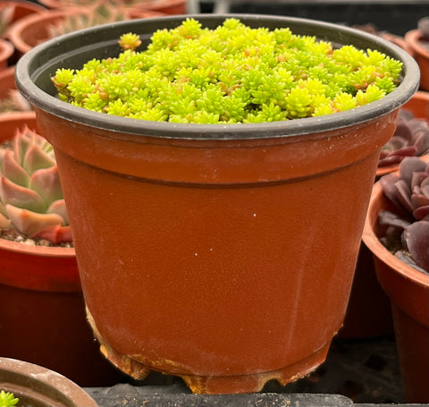 Sedum Tokyo Sun