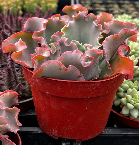 blue curls succulent Echeveria Blue Curls