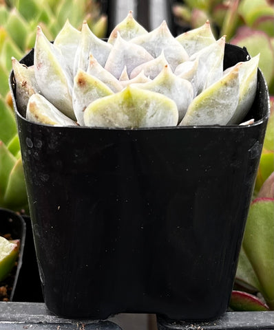 Echeveria Orion