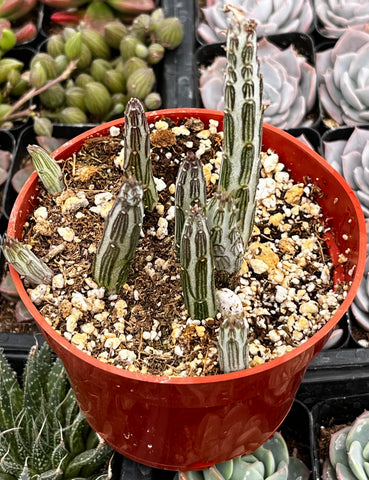 senecio snake plant Senecio Stapeliiformis