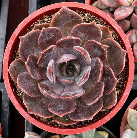 Echeveria Marrom