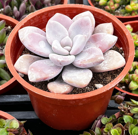 Graptopetalum Pentandrum