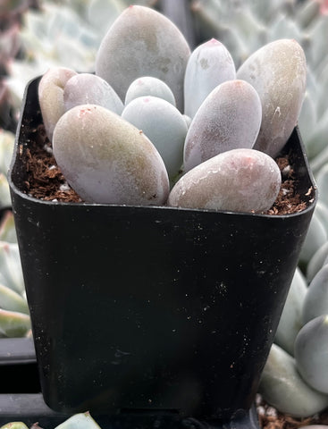 buy moonstone succulent Moonstones Pachyphytum