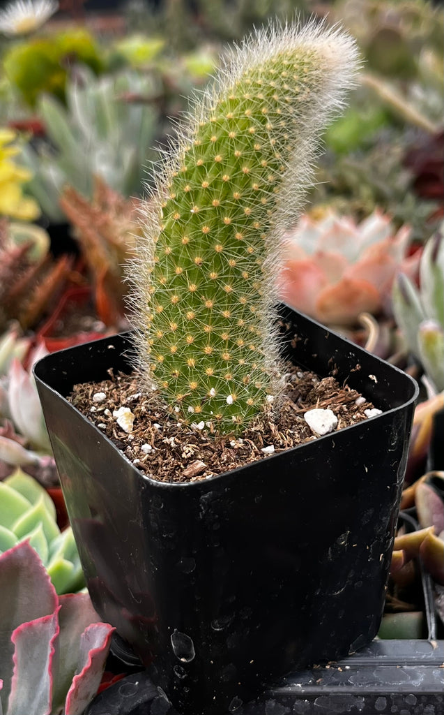 monkey succulent Monkey Tail Cactus