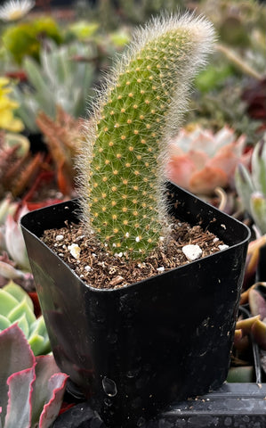 Monkey Tail Cactus