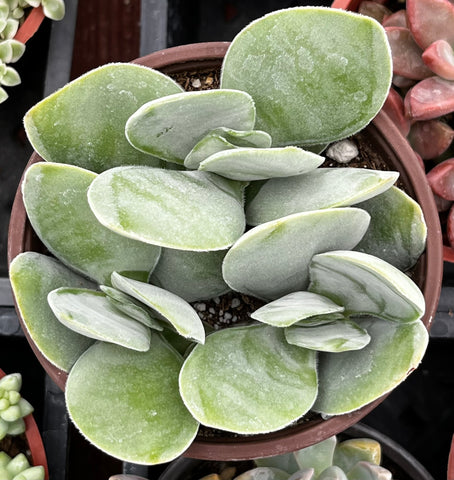 Crassula Cotyledonis