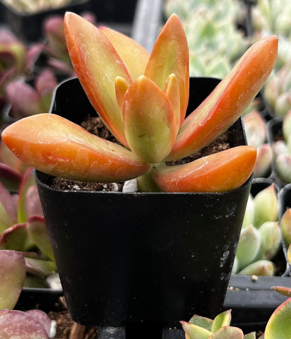 firestorm succulent care Sedum Firestorm