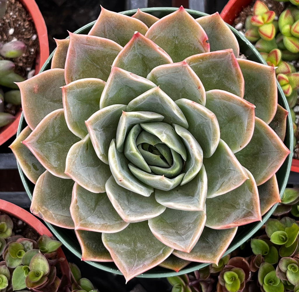 Echeveria Romance