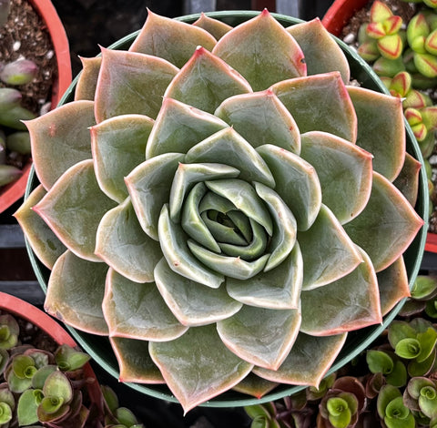 Echeveria Romance
