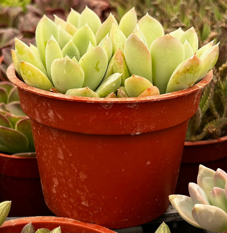 Echeveria Green Pearl