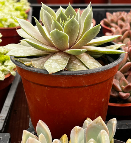 Sempervivum Commander