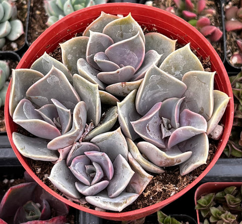 Echeveria 'Perle Von Nurnberg'