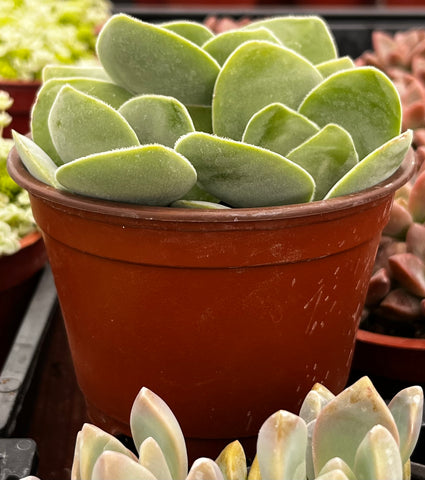 Crassula Cotyledonis