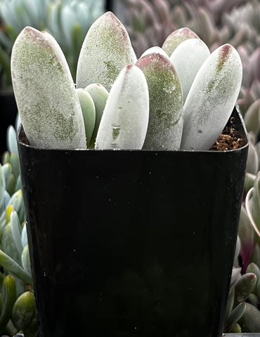 dolomite succulent Cotyledon Silver Peak